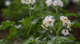 Kartoffeln im Garten selbst pflanzen: Was sind die besten Arten?