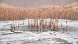 Achtung, Einbruchgefahr: Tiere am zugefrorenen Gartenteich