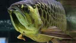 Arowanas halten: So richtest du das Aquarium richtig ein