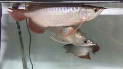 Arowanas halten: So richtest du das Aquarium richtig ein