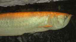 Arowanas halten: So richtest du das Aquarium richtig ein