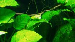 Emers, submers: Was bedeuten die Begriffe?