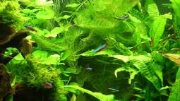 Emers, submers: Was bedeuten die Begriffe?