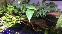 Emers, submers: Was bedeuten die Begriffe?