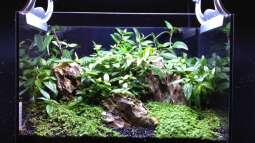 Emers, submers: Was bedeuten die Begriffe?