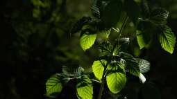 Lichtverhältnisse verstehen: Schatten, Halbschatten, Sonne