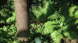 Lichtverhältnisse verstehen: Schatten, Halbschatten, Sonne