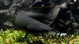 Lungenfische - Die erstaunlichen Überlebenskünstler der Evolution