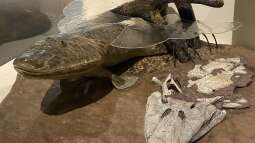 Das Devon-Zeitalter - Die Blütezeit der Fische und der Weg an Land