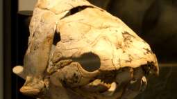 Das Devon-Zeitalter - Die Blütezeit der Fische und der Weg an Land