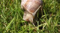 Weinbergschnecken: Ihr ökologischer Nutzen
