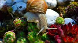 Weinbergschnecken: Ihr ökologischer Nutzen