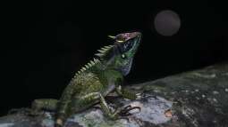 Reptilienbörsen tier- und artgerecht durchführen