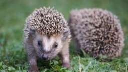 Reproduktionsverschiebung bei Wildtieren – Das Beispiel des Igels