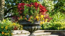 Südfrankreich in Deutschland: Den Garten nach Vorbild der Côte dAzur gestalten