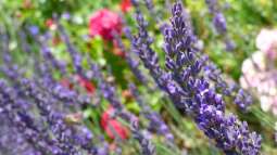 Südfrankreich in Deutschland: Den Garten nach Vorbild der Côte dAzur gestalten