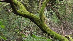 Frühjahrsputz im Garten: Aufräumen oder Lebensräume schützen?