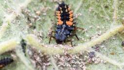 Einsatz von Pestiziden und Herbiziden minimieren