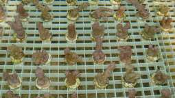 Nachhaltige Meerwasseraquaristik: So werden Korallen gezüchtet