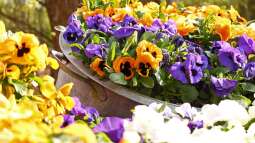 Zinkwannen als Miniteich – Eine gute Wahl?