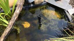 Medaka im Sommerquarier: Der richtige Zeitpunkt für den Wechsel