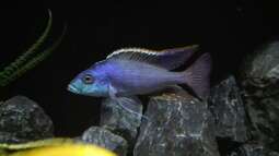 Protomelas: Besonders beliebte Malawibuntbarsche