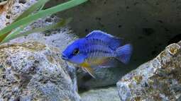 Protomelas: Besonders beliebte Malawibuntbarsche