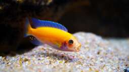 Der pH-Wert: Seine Bedeutung bei der Haltung von Malawibuntbarschen