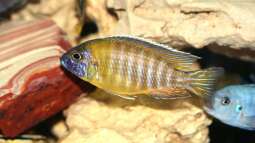 Mbuna und Utaka: Woher stammen die Bezeichnungen?