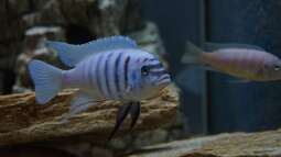 Mbuna und Utaka: Woher stammen die Bezeichnungen?