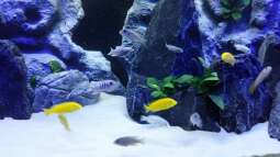 Mbuna und Utaka: Woher stammen die Bezeichnungen?