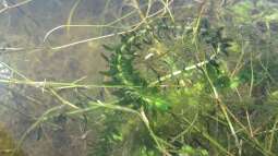 Wasserpflanzen: Nicht winterhart und trotzdem invasiv