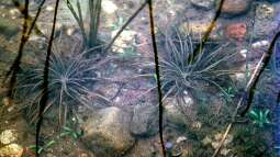 Benennung von Wasserpflanzen – Von Beschreibungen bis zu berühmten Namensgebern