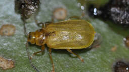Seerosenblattkäfer: Frühzeitig bekämpfen