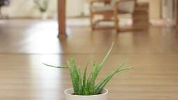 Die besten Zimmerpflanzen für dein Büro oder Homeoffice