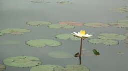 Seerose oder Teichrose? Das ist der feine Unterschied