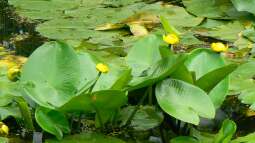 Seerose oder Teichrose? Das ist der feine Unterschied