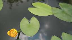 Seerose oder Teichrose? Das ist der feine Unterschied