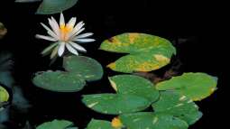 Seerose oder Teichrose? Das ist der feine Unterschied