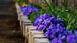 Den Garten aufwerten: Randbepflanzung von Wegen