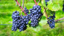 Der Gärtner als Winzer: Wein selbst anbauen