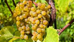 Der Gärtner als Winzer: Wein selbst anbauen