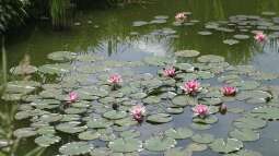 Der Blick auf den Teich: Frühjahrs-Check der Lieblingsplätze