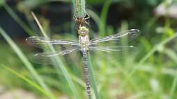 Der Blick auf den Teich: Frühjahrs-Check der Lieblingsplätze