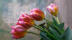 Warum sind Tulpen bei Gartenliebhabern so beliebt?