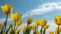 Warum sind Tulpen bei Gartenliebhabern so beliebt?