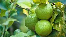 Der Frühling: Kritische Übergangszeit für Zitruspflanzen