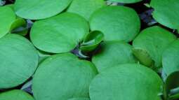 Froschbiss im Vergleich: Der Unterschied zwischen Europäischen und Amerikanischen Froschbiss