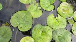 Froschbiss im Vergleich: Der Unterschied zwischen Europäischen und Amerikanischen Froschbiss