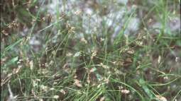 Natürlicher Unterwasserrasen im Teich: Grasartige Pflanzen als dekorativer Bodendecker